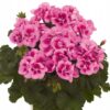 Pelargonia Pink Mega Splash - obrazek 2