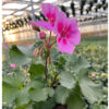 Pelargonia Pink Mega Splash - obrazek 5