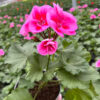 Pelargonia Pink Mega Splash - obrazek 4