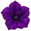 Supertunia Vista Ultramarine - obrazek 4