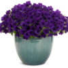 Supertunia Vista Ultramarine - obrazek 3
