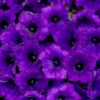 Supertunia Vista Ultramarine