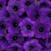 Supertunia Vista Ultramarine - obrazek 2