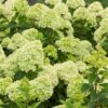 Hortensja bukietowa Little Lime - obrazek 2
