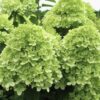 Hortensja bukietowa Little Lime - obrazek 3