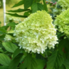 Hortensja bukietowa Little Lime