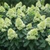 Hortensja bukietowa Limelight - obrazek 4