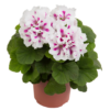 Pelargonia Angielska Elegance White - obrazek 2