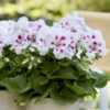 Pelargonia Angielska Elegance White - obrazek 3
