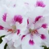 Pelargonia Angielska Elegance White