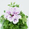 Pelargonia Angielska Elegance White - obrazek 4