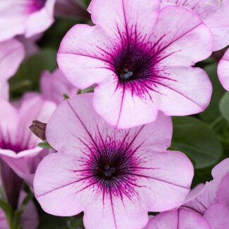 Petunia Capella Pink Lace