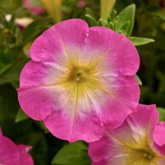 Petunia Capella Pink Morn