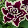 Petunia Tumbelina Superstar