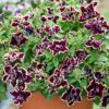 Petunia Tumbelina Superstar - obrazek 4