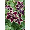 Petunia Tumbelina Superstar - obrazek 3