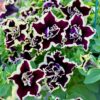 Petunia Tumbelina Superstar - obrazek 2