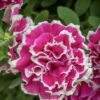 Petunia Tumbelina Anna