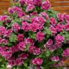 Petunia Tumbelina Anna - obrazek 4