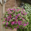 Petunia Tumbelina Anna - obrazek 3