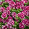 Petunia Tumbelina Anna - obrazek 2