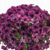 Petunia Magenta Mambo - obrazek 4