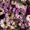 Petunia Magenta Mambo - obrazek 2