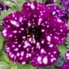 Petunia Magenta Mambo - obrazek 3