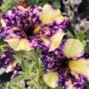 Petunia Magenta Mambo