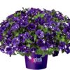 Petunia Bolero Blue - obrazek 3