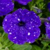 Petunia Bolero Blue