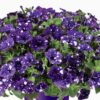 Petunia Bolero Blue - obrazek 4