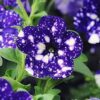 Petunia Bolero Blue - obrazek 2
