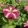 Petunia Amore Pink Heart - obrazek 2