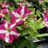 Petunia Amore Pink Heart - obrazek 5