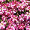 Petunia Amore Pink Heart - obrazek 4