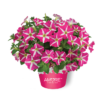 Petunia Amore Pink Heart - obrazek 3