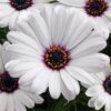 Osteospermum White - obrazek 2