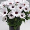Osteospermum White - obrazek 3