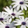 Osteospermum White - obrazek 4