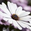 Osteospermum White