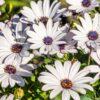 Osteospermum White - obrazek 5