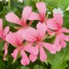 Pelargonia kaskadowa Pink - obrazek 4