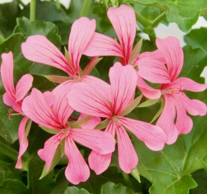 Pelargonia kaskadowa Pink