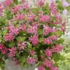 Pelargonia kaskadowa Pink - obrazek 3
