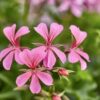 Pelargonia kaskadowa Pink - obrazek 5