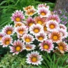 Gazania lśniąca White Flame - obrazek 2