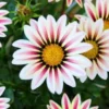 Gazania lśniąca White Flame - obrazek 3