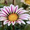 Gazania lśniąca White Flame