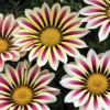 Gazania lśniąca White Flame - obrazek 4